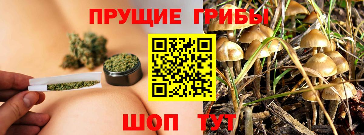 Галлюциногенные грибы Psilocybe Ишим